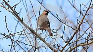 Bohemian waxwing /Bombycilla garrulus/ is sitting on a branch