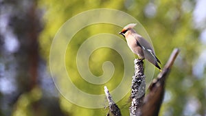 Bohemian waxwing (Bombycilla garrulus) sitting on branch in sunlight