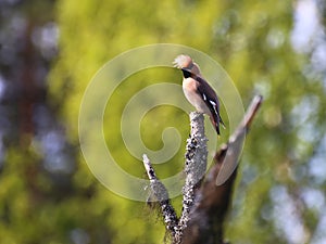 Bohemian waxwing (Bombycilla garrulus) sitting on branch with wind messing up its crest