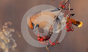 Bohemian Waxwing - Bombycilla garrulus