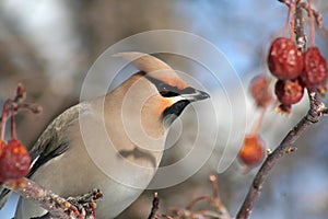 Bohemian Waxwing Close-up photo