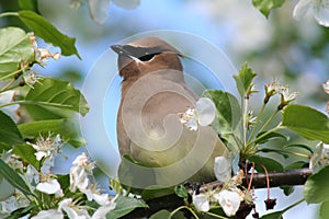 Bohemian Waxwing in Crabapple Tree