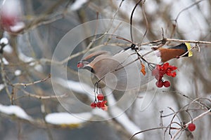 Bohemian waxwing eating some berries