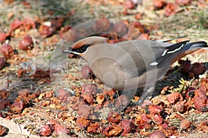 Bohemian Waxwing Among Fallen Berries