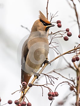 Bohemian waxwing feeding on red berries in tree