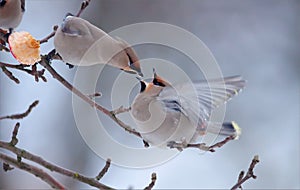 Bohemian waxwing fight over apple fruit