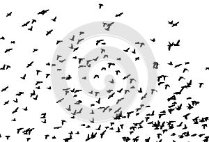 Bohemian waxwing in flight. Vector silhouette a flock of birds photo