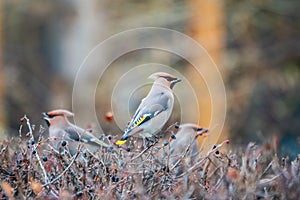 Bohemian waxwing, Latin name Bombycilla garrulus, sitting on the branch in autumn or winter day. The waxwing, a beautiful tufted