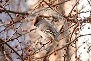 Bohemian waxwing, Latin name Bombycilla garrulus, sitting on the branch in autumn or winter day. The waxwing, a beautiful tufted