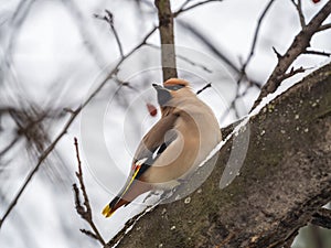 Bohemian waxwing, Latin name Bombycilla garrulus, sitting on the branch with snow in winter or early spring day. The waxwing, a