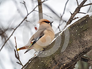 Bohemian waxwing, Latin name Bombycilla garrulus, sitting on the branch with snow in winter or early spring day. The waxwing, a