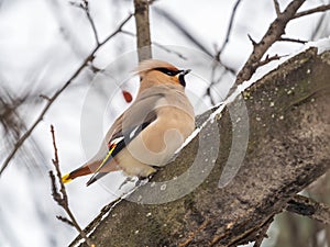 Bohemian waxwing, Latin name Bombycilla garrulus, sitting on the branch with snow in winter or early spring day. The waxwing, a