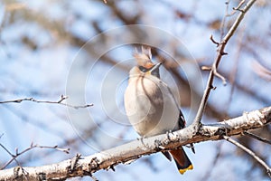 Bohemian waxwing, Latin name Bombycilla garrulus, sitting on the branch in winter or early spring day. The waxwing, a beautiful