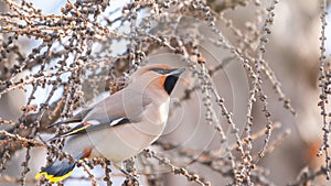 Bohemian waxwing, Latin name Bombycilla garrulus, sitting on the branch in winter or early spring day. The waxwing, a beautiful