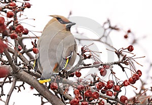 Bohemian Waxwing perched on a tree branch