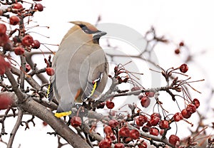 Bohemian Waxwing perched on a tree branch photo