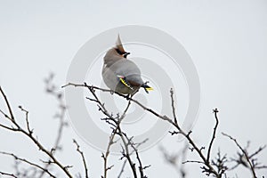 Bohemian Waxwing perched on a twig