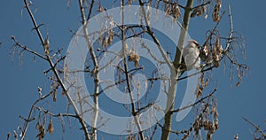 Bohemian Waxwing perching on tree branch in spring day. Bombycilla garrulus - Bohemian waxwing is a starling-sized