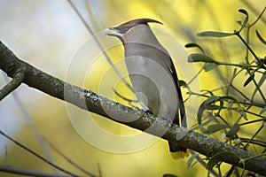 Bohemian waxwing standing on a branch, Vosges, France