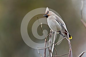 Bohemian waxwing standing on a branch, Vosges, France
