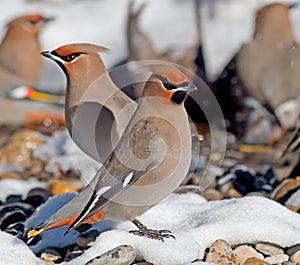 Bohemian Waxwing photo