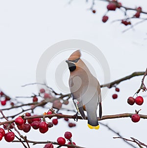 Bohemian Waxwing on tree with berries photo