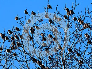 Bohemian Waxwings Or Bombycilla Garrulus