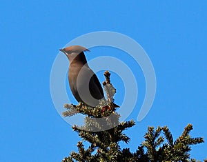 Bohemian Waxwings Or Bombycilla Garrulus