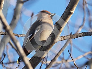 Bohemian Waxwings Or Bombycilla Garrulus