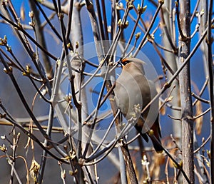 Bohemian Waxwings Or Bombycilla Garrulus