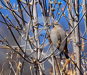 Bohemian Waxwings Or Bombycilla Garrulus