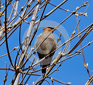 Bohemian Waxwings Or Bombycilla Garrulus