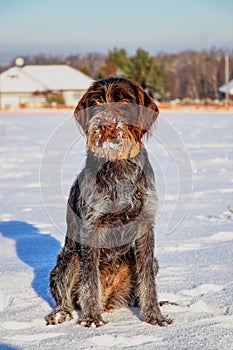 A Bohemian Wire-haired Pointing Griffon or korthals griffon sitting in the middle of meadow covered snow. She has paws and beard