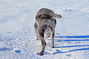 A Bohemian Wire-haired Pointing Griffon or korthals griffon walking and trying find some interesting smell. A bohemian wire