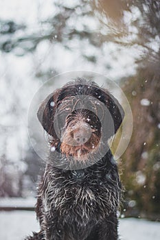 Bohemian wirehaired pointing griffon dog sitting in the snow resembling a snowman. The dog is licking his muzzle and whiskers