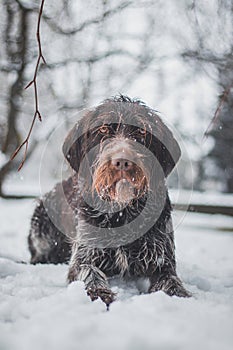 Bohemian wirehaired pointing griffon dog sitting in the snow resembling a snowman. The dog is licking his muzzle and whiskers