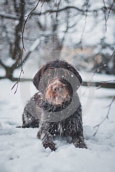 Bohemian wirehaired pointing griffon dog sitting in the snow resembling a snowman. The dog is licking his muzzle and whiskers