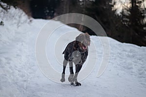 Bohemian wirehaired pointing griffon running on a path covered with snow during a walk in the woods. A hunting dog shows his