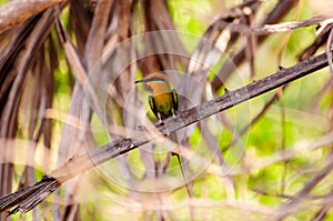 Bohm's Bee eater