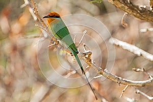 Bohm's Bee-eater (Merops boehmi)
