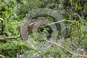 Bohme\'s Two Horned Chameleon in Tanzania photo