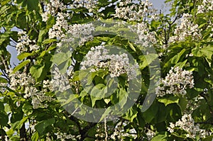 Bohnenbaum, Katalpa in France