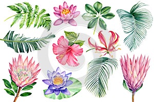 Boho beach tropical floral, flowers and leaves watercolor. Isolated white background, botanical illustration, clipart