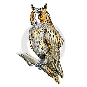 Boho, Great Horned owl bird on branch isolated, watercolor illustration