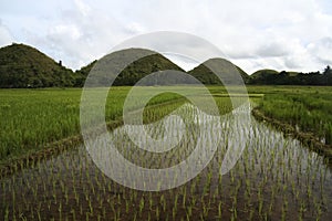 Bohol chocolate hills rice fields philippines