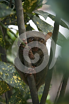 Bohol jungle tarsier monkey philippines