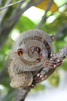 Bohol wild tarsier philippines jungle