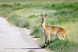 Bohor reedbuck, Amboseli National Park, Kenya