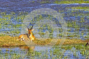 Bohor Reedbuck antelope in Amboseli National Park