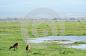 Bohor reedbucks, Amboseli National Park, Kenya